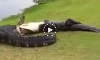 Схватка двух крокодилов на поле для гольфа