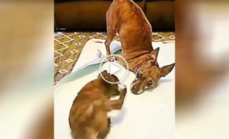 Собака вчить цуценя без лап стояти самостійно
