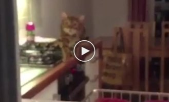 A cunning cat freezes every time the owner looks at him