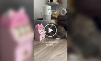 Girl builds a slot machine for her cat