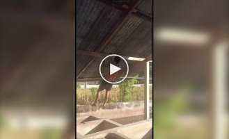 Подтянулся до потолка