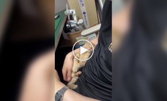 Проснуться, покричать и снова уснуть
