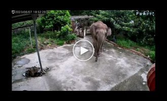 Wild elephant was not afraid of dogs and broke into private property in China