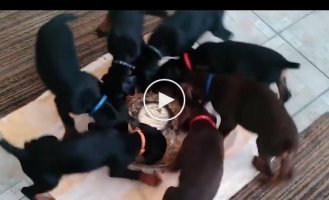 Собаки и их необычный обряд во время приема еды