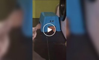 Рудий пухнастий шпигун