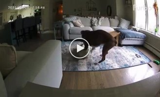 A dog helped his friend during an epileptic seizure seizure