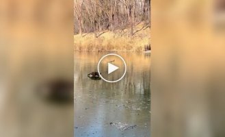 Кот испортил сородичу охоту