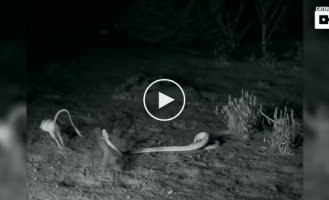 Схватка змеи с крысой-ниндзя попала на видео