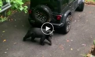 A man scolded a bear who decided to climb into his car