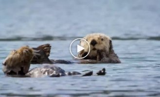 Spy camera filmed resting sea otters