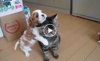 Собака нападает на кота