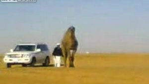 Самый большой верблюд