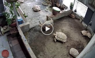 Черепаха пришла на помощь опрокинутому другу