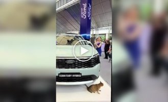 In the Philippines, during the presentation of the new Ford, a cat suddenly became the star of the event