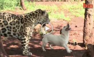 Дружба собаки и ягуара