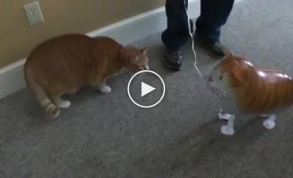 Мощный хук справа у кота
