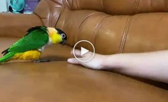 Anti-Blaster Parrot