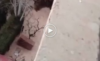 Кот которому не нужен лифт