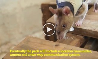Tanzania trains giant backpack rescue rats