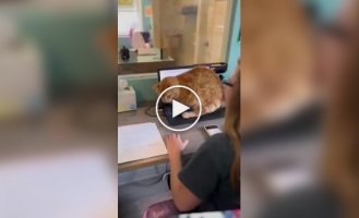 «Сделай перерыв!»: на видео попала главная причина меньше работать