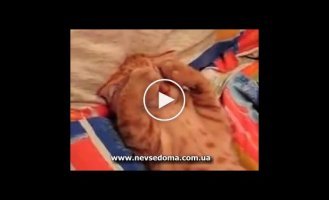 Какой милый котик