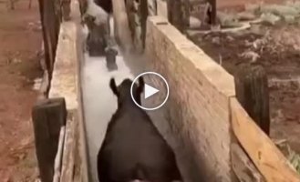 Washing cows using a clever method