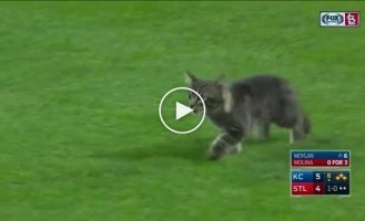 Злой котенок стал звездой бейсбольного матча ёнок, прикол, сша