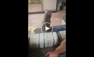 The cat and the man find out whose sofa is