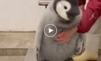 Взвешиватель пингвинов
