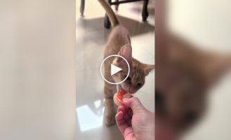 Animals (short videos). Release 98