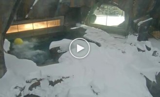 Белый медведь хорошо проводит время в вольере