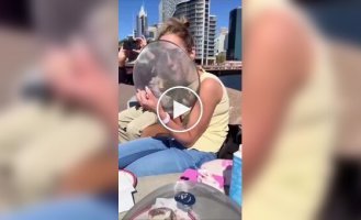 В Австралии показали, как кафе борются с воришками чайками