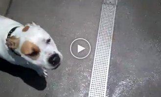 Собака очень любит водные процедуры