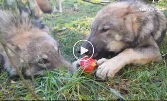 The wolf is trying to protect his apple