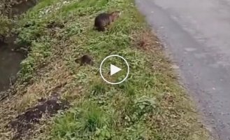 A Pole meets a nutria