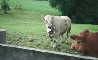Корова которой досталась свобода