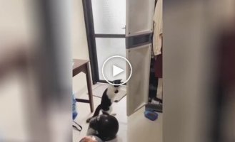 “Give up!”: the cat had a boxing match with a door and was inimitable