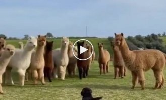 Funny reaction of alpacas to a puppy