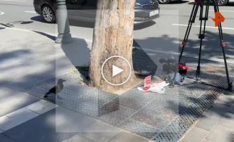 A crow stole journalists' food