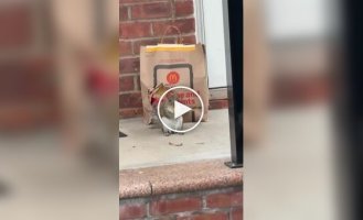 Squirrel decided to enjoy the man's food 's, Video, Food, McDonald's, Joke, squirrel, animals