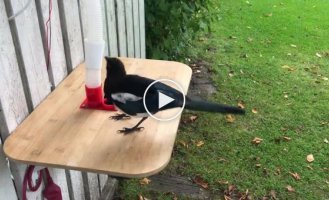Even magpies are smarter than some people