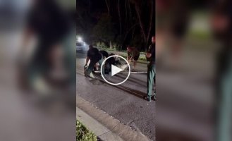 Поліцейські затримали алігатора у Флориді