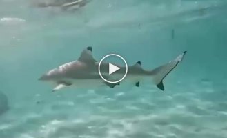 What a "shark sneeze" looks like