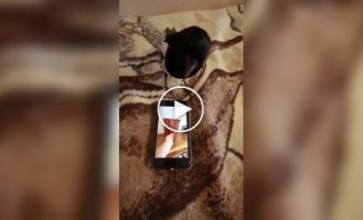 Мужчина проверил интеллект сороки