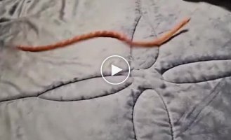 What happens if you put a snake on a soft surface?