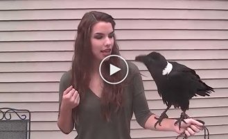 Ворона говорит «привет» и пародирует людей