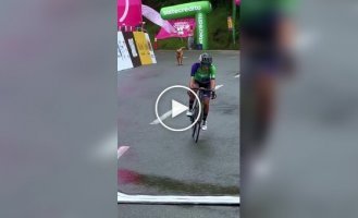 Собака раптово з'явився на трасі посеред велогонки в Колумбії