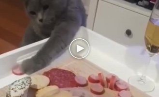 Futile attempts of the cat to steal a piece of sausage