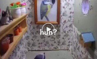 A tit's reaction to sudden repairs to its birdhouse