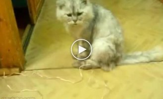 Умный кот